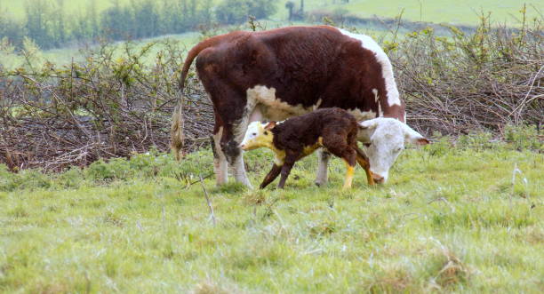istock New born calf with cow 952856090