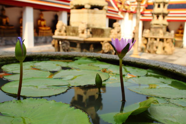 istock Lotus blossom in a Buddhist temple garden 952856150