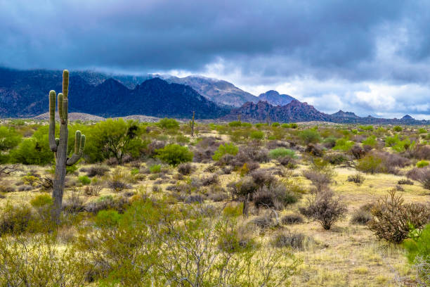 istock Outdoors in McDowell Wilderness in Arizona 952856436