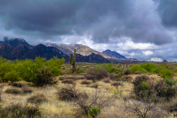 istock Outdoors in McDowell Wilderness in Arizona 952856460