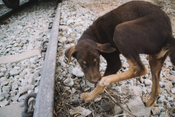 istock Poor Skinny Homeless Dog 952856712