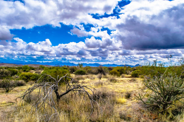 istock Outdoors in McDowell Wilderness in Arizona 952856748