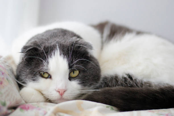 istock Portrait of a sad cat that sits on a windowsill 952859206