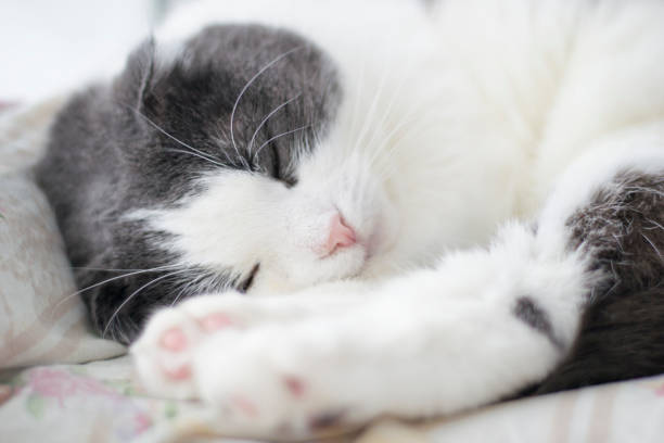 istock Cute fluffy cat sleeping on the windowsill 952859288