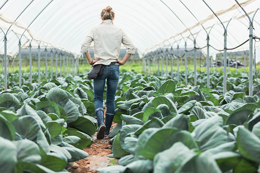 Greenhouse and organic vegetable healty food