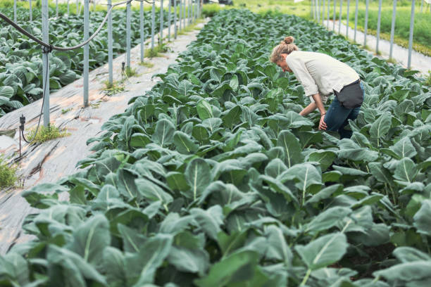 istock Woman farmer in greenhouse 952859372