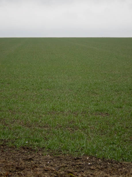 istock New growth in farm field 952859550