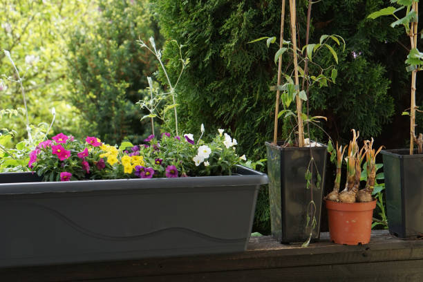 istock outdoor garden flower pot view 952859584