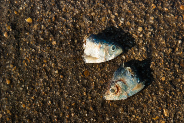 две мертвые головы рыб - fish catch of fish catching dead animal стоковые фото и изображения