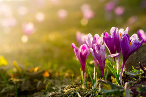 istock Beautiful first spring flowers. View of close-up blooming violet crocuses. 952859700