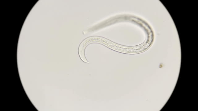 the nematode worm under a microscope