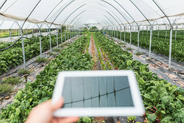 istock Close up digital tablet in greenhouse 952865982