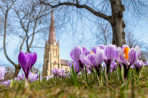 Crocus blooming in front of a church. Macrophotography