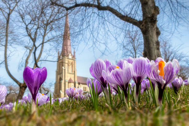 crocus blooming - crocus nature purple green imagens e fotografias de stock