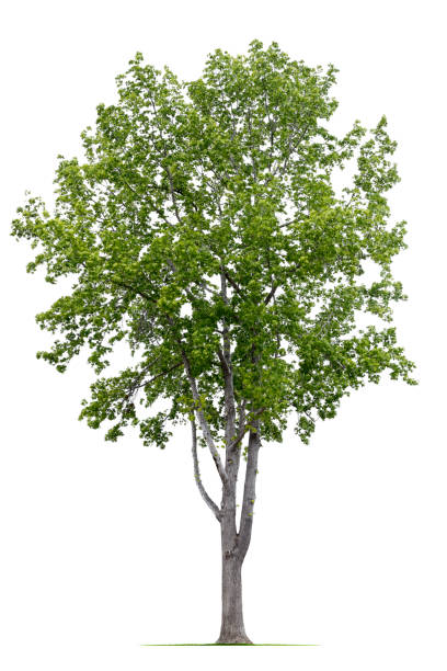 istock Liquid Amber Or Sweet Gum Tree Isolated On WHite Background 952871576