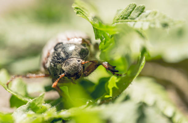 istock May beetle and a leaf of a fern. Spring closeup 952874056