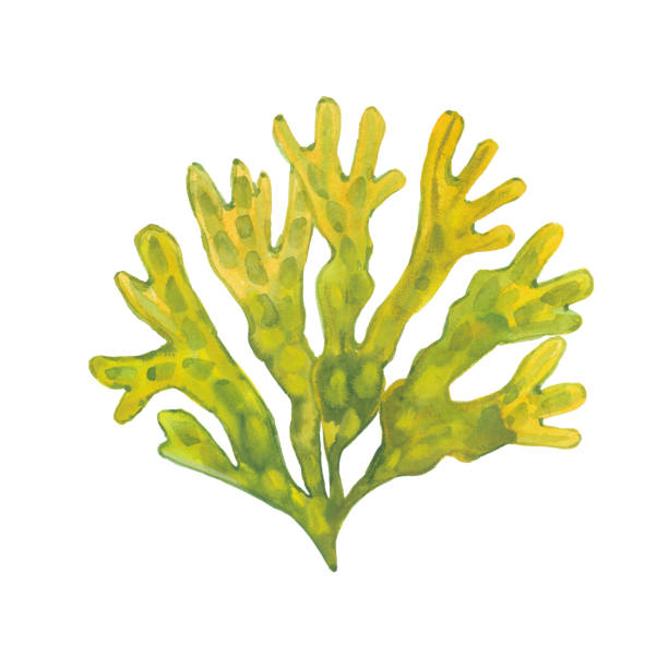 аквареевые водоросли фукус - algae stock illustrations