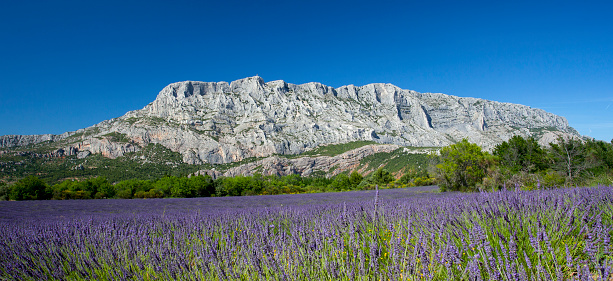 Mount  sainte Victoire and lavender