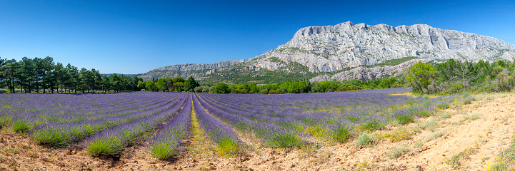 Mount  sainte Victoire and lavender