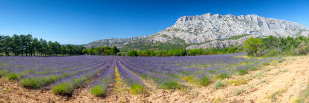 Mount  sainte Victoire and lavender Mount  sainte Victoire and lavender montagne sainte victoire stock pictures, royalty-free photos & images