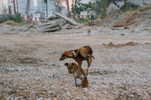 istock Poor Skinny Homeless Dog 952879544