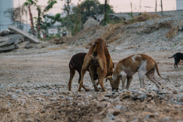istock Poor Skinny Homeless Dog 952880402