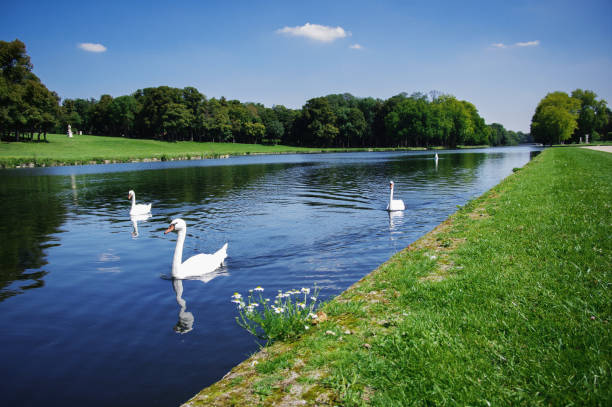 istock Three swans swimming in a canal inside a park 952883056