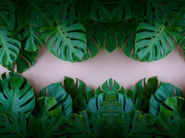 istock Monstera leaves leaves Used as background. Designing 952883348