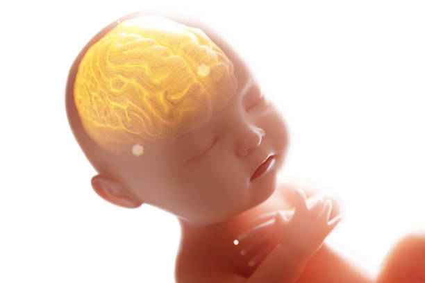 babys cerebro y sistema nervioso, feto de renderizado 3d con rayos x del cerebro adentro, ilustración 3d. - feto etapa humana fotografías e imágenes de stock