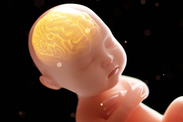 istock Babys brain and nervous system,3d rendering fetus with brain x-ray inside, 3d illustration. 952884362