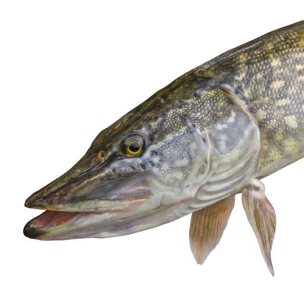 istock Head of pike fish trophy isolated on white background. 952888244