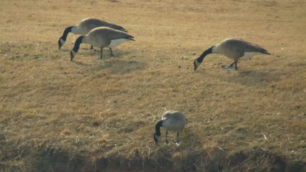 Four geese eatng in the grass