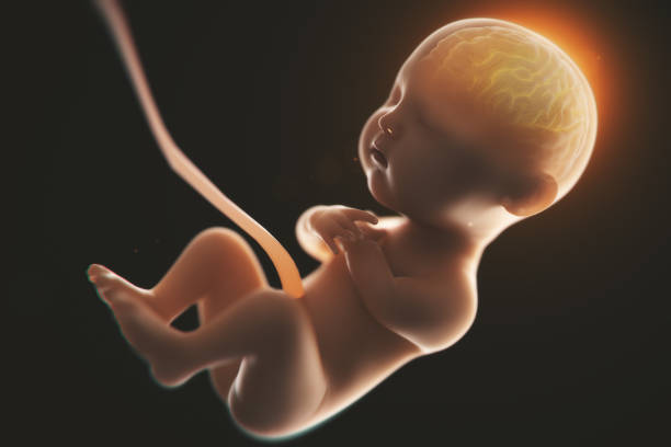 Babys brain and nervous system,3d rendering fetus with brain x-ray inside, 3d illustration. stock photo