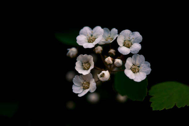 istock little white daisy flowers macro 952889312