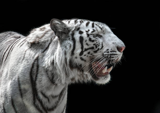 istock White Tiger (Panthera Tigris Tigris), also known as White Bengal Tiger, Isolated on a Black Background 952889620
