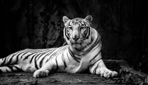 istock Black and White Image of a White Tiger (Panthera tigris tigris), also known as White Bengal Tiger, Laying Down on Rocks 952889634