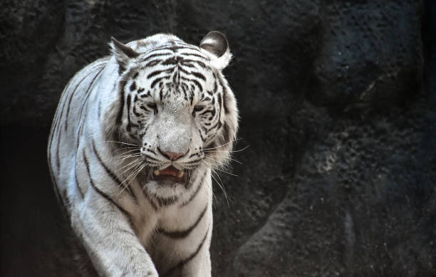istock White Tiger (Panthera Tigris Tigris), also known as White Bengal Tiger 952889660