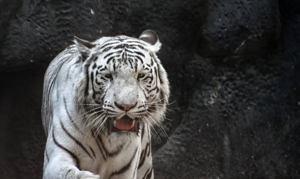 istock White Tiger (Panthera Tigris Tigris), also known as White Bengal Tiger 952889668