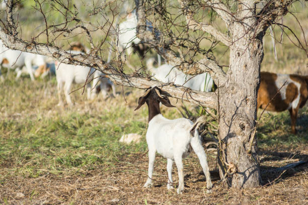 istock Goats in a Field 952890930