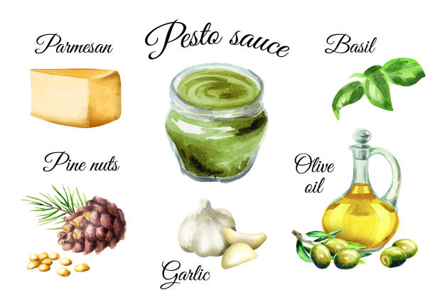 ilustrações de stock, clip art, desenhos animados e ícones de pesto sauce ingredients. watercolor  illustration - parmesan cheese