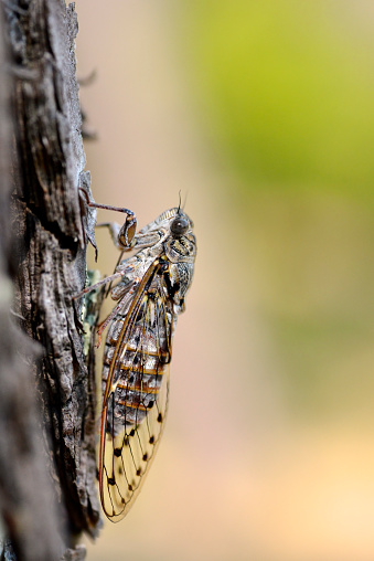 Closeup of Cicada orni on trunk tree in the south of France