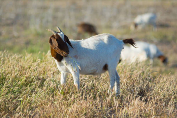 istock Goats in a Field 952893978