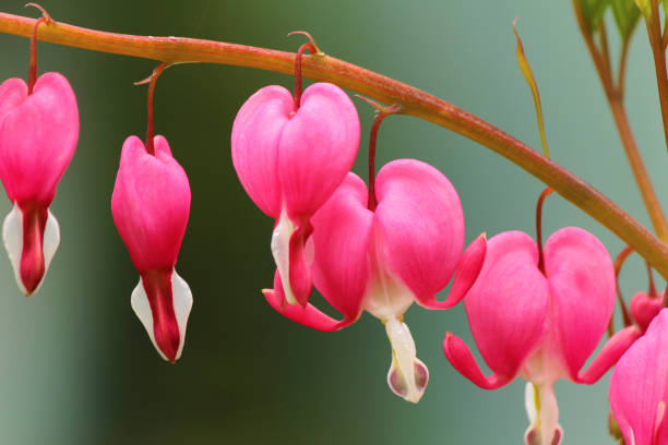 istock Bleeding heart flower 952894030