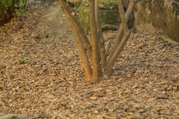 A tree with a lot of bark mulch