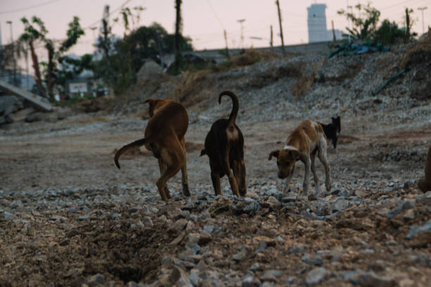 istock Poor Skinny Homeless Dog 952897588