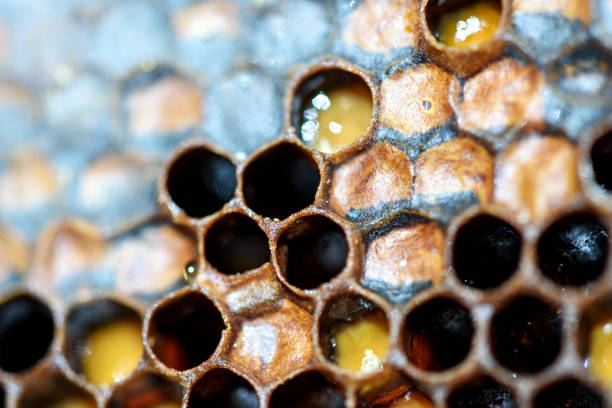 istock Bee Hive Hexagon Honeycomb Pattern and Honey 952897592