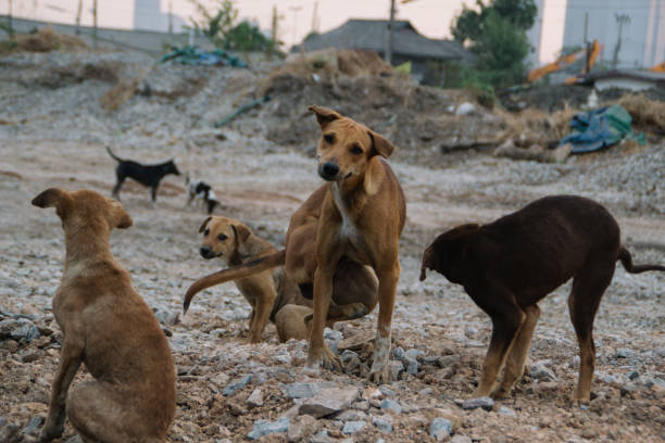 istock Poor Skinny Homeless Dog 952897598