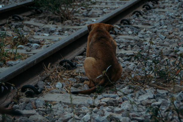 istock Poor Skinny Homeless Dog 952897604