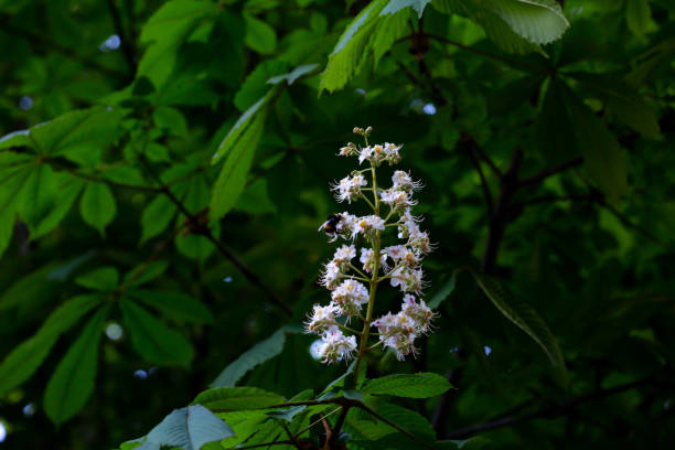 istock horse chesnut tree flower 952897774