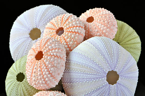istock Sea urchins isolated on black 95290075